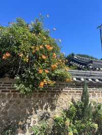 Anguk in summer