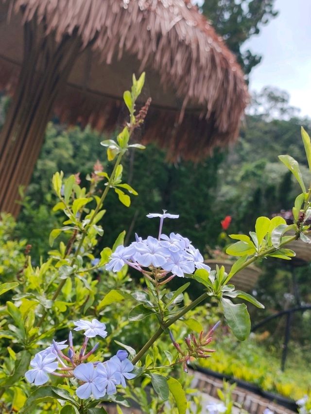 🌺 สวนหมื่นบุบผา (Thousand Flowers Garden)