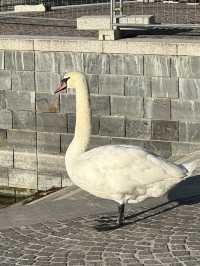 Lake Como: Liquid Alps, Timeless Grace