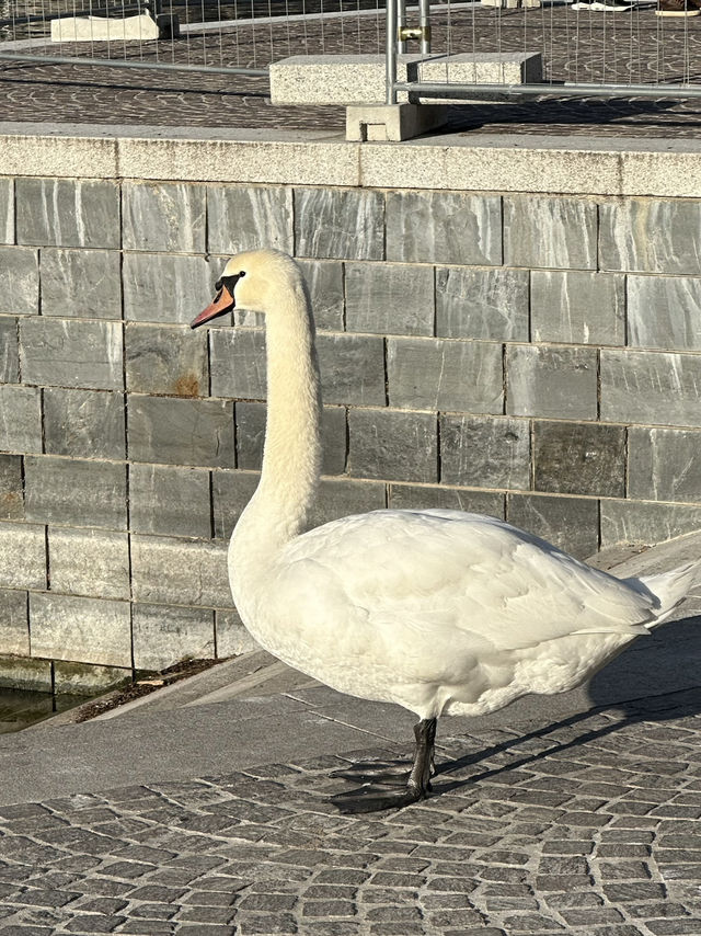 Lake Como: Liquid Alps, Timeless Grace