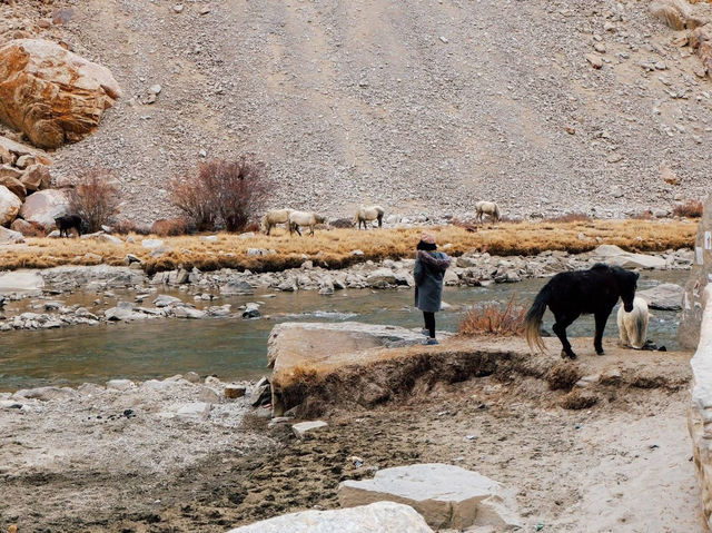 Along the way to PANGONG lake 🚌🌿❄️