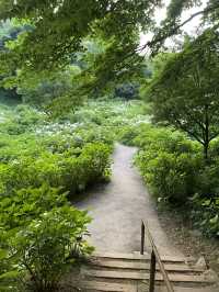 【群馬】紫陽花とホタルが鑑賞できる公園