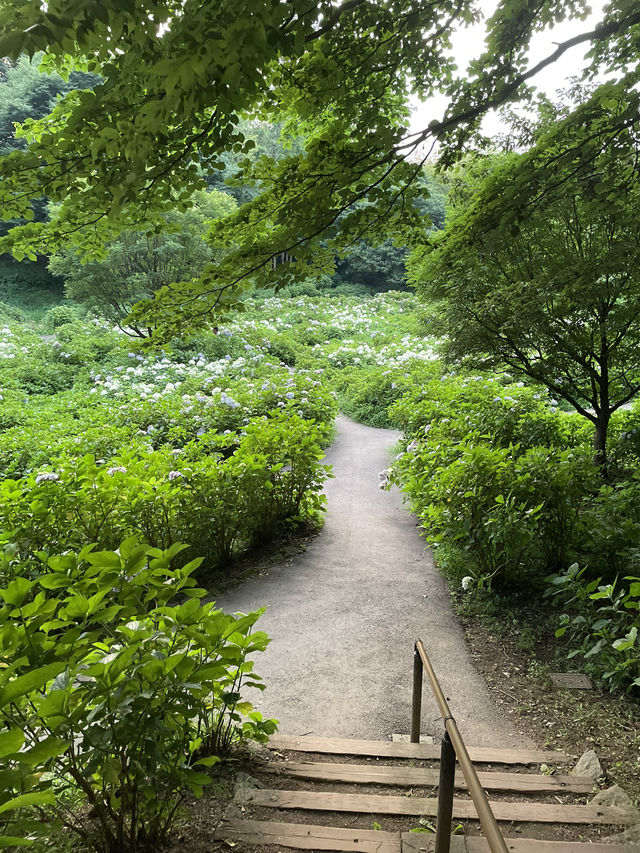 【群馬】紫陽花とホタルが鑑賞できる公園