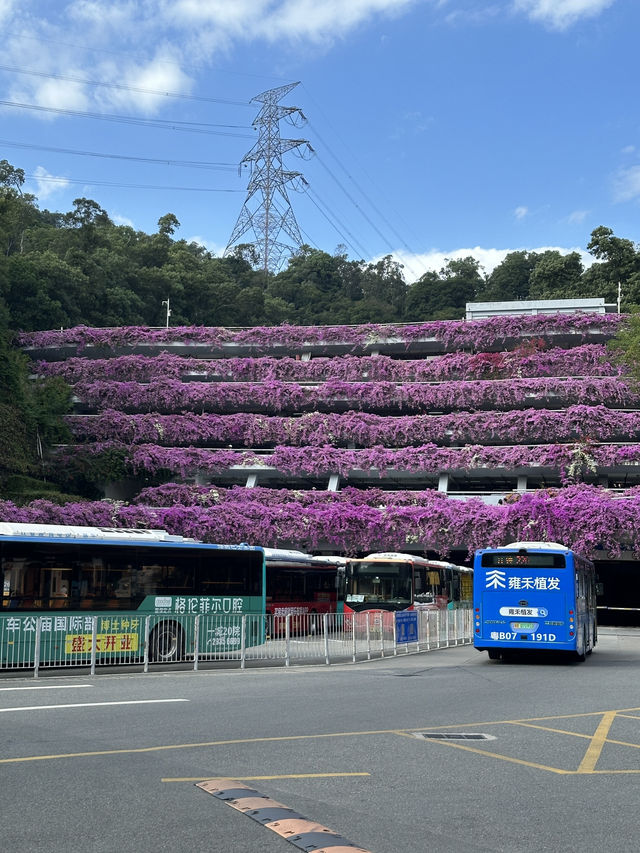 深圳l 沒想到這個仙湖植物園🌳那麼大