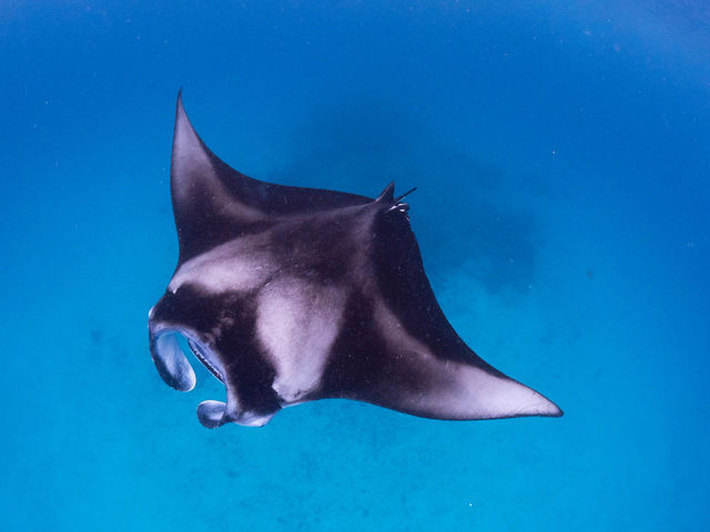 超有質感的Outrigger Maldives