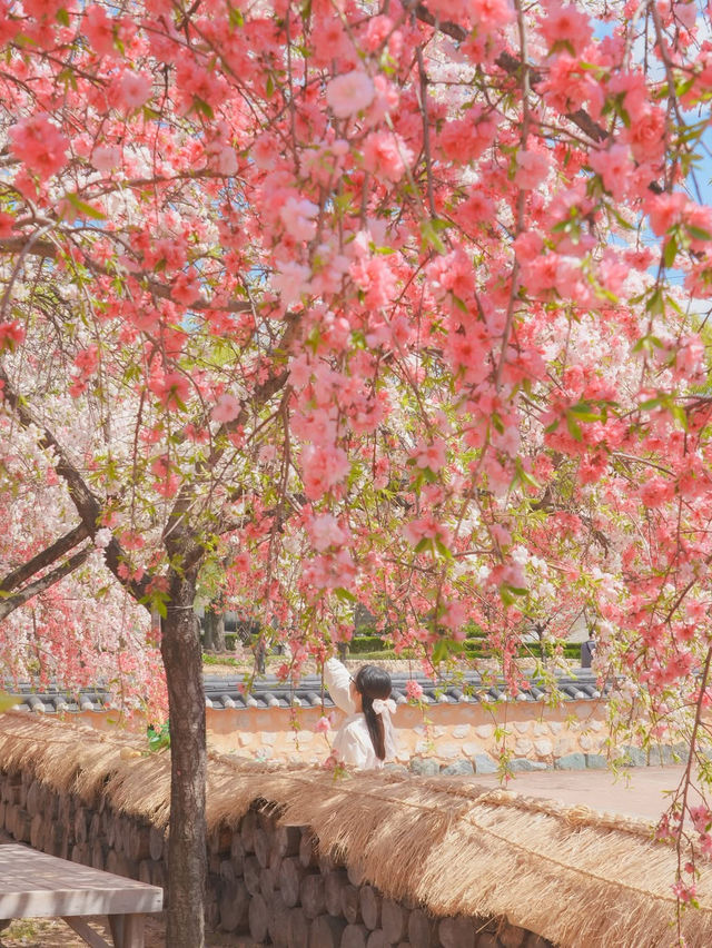 하늘 아래 천국이 있다면 바로 여기일거야🌸❤️