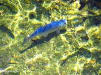 【山口】弁財天のご利益を授かれる「別府弁天池」