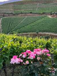 Quinta do Crasto, Douro Valley: Heritage, Hills, and Heavenly Wines 