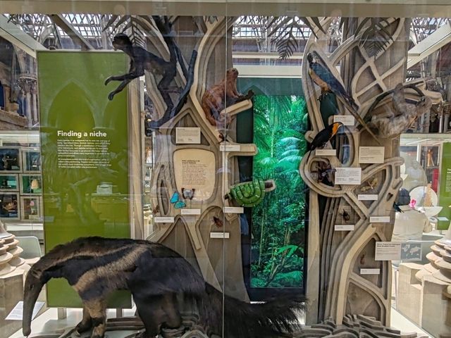 Oxford University Museum of Natural History: A Feast of Nature and History