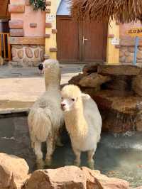 The craziest animal kingdom in China 🦁✨