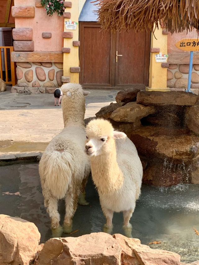 The craziest animal kingdom in China 🦁✨