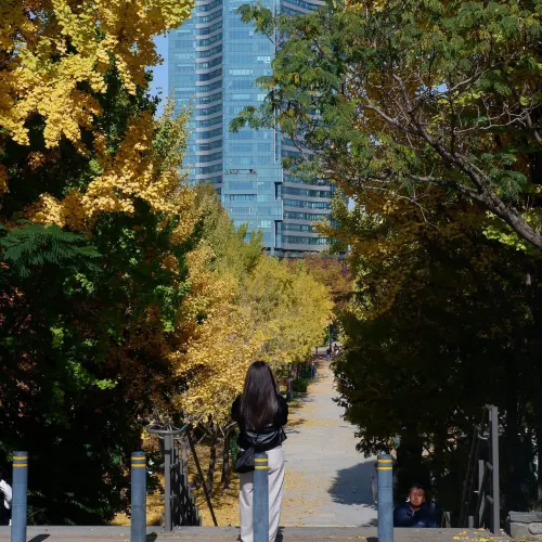 서울에서 가을 단풍 구경 계획 공유🍁🌿🍂🇰🇷
