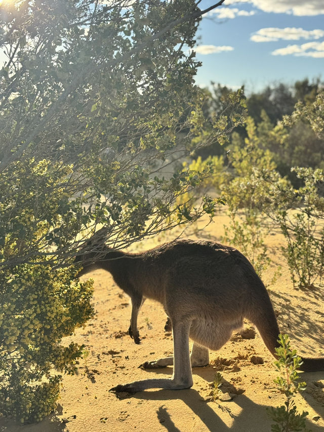 Pinnacles Desert- Out of this world view