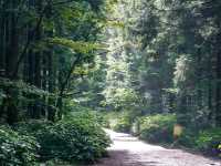 [제주도] 제주 사려니숲길 🌿🌲