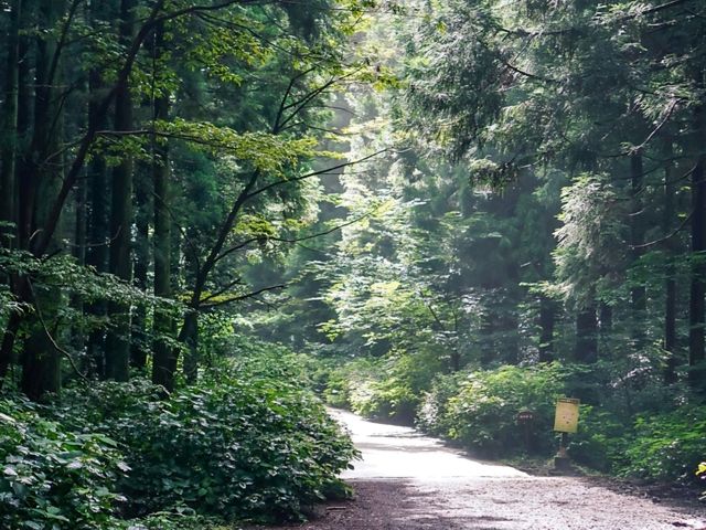 [제주도] 제주 사려니숲길 🌿🌲