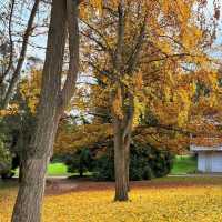 🌟 Where to Find Paris’s Giant Ginkgo Tree