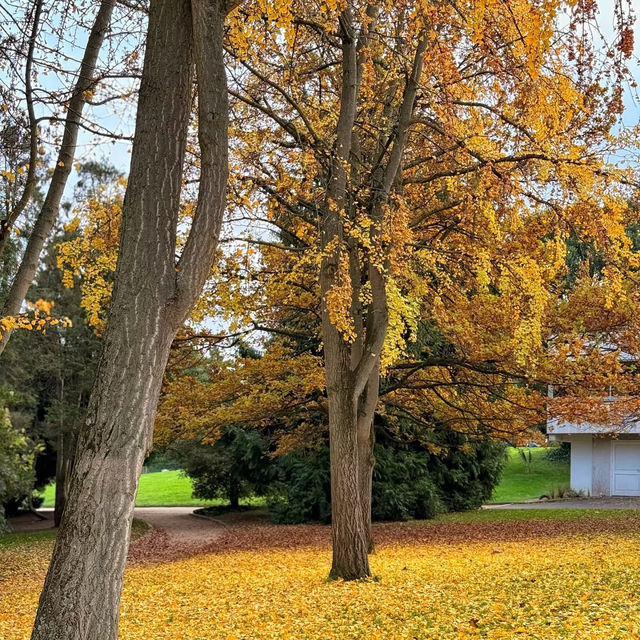 🌟 Where to Find Paris’s Giant Ginkgo Tree