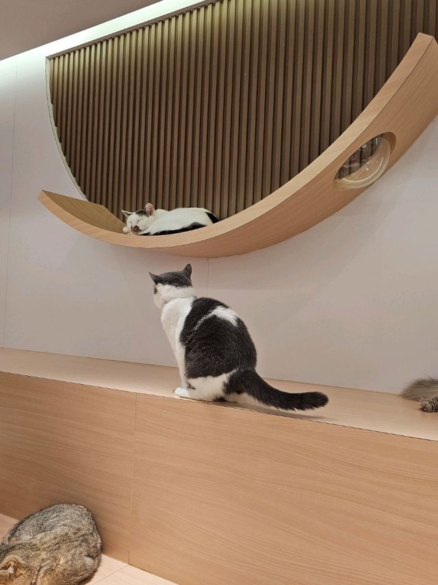 貓奴最愛打卡位推介😻
