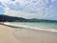 🏖️ Apollo Bay Beach & Wild Koalas at Great Otway National Park 🐨