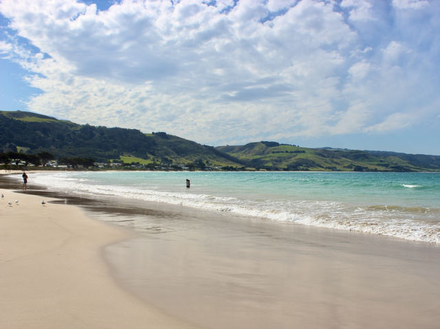 🏖️ Apollo Bay Beach & Wild Koalas at Great Otway National Park 🐨