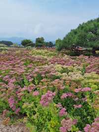 부산근교 지금부터 가야하는 대형 꽃밭🌷🌼