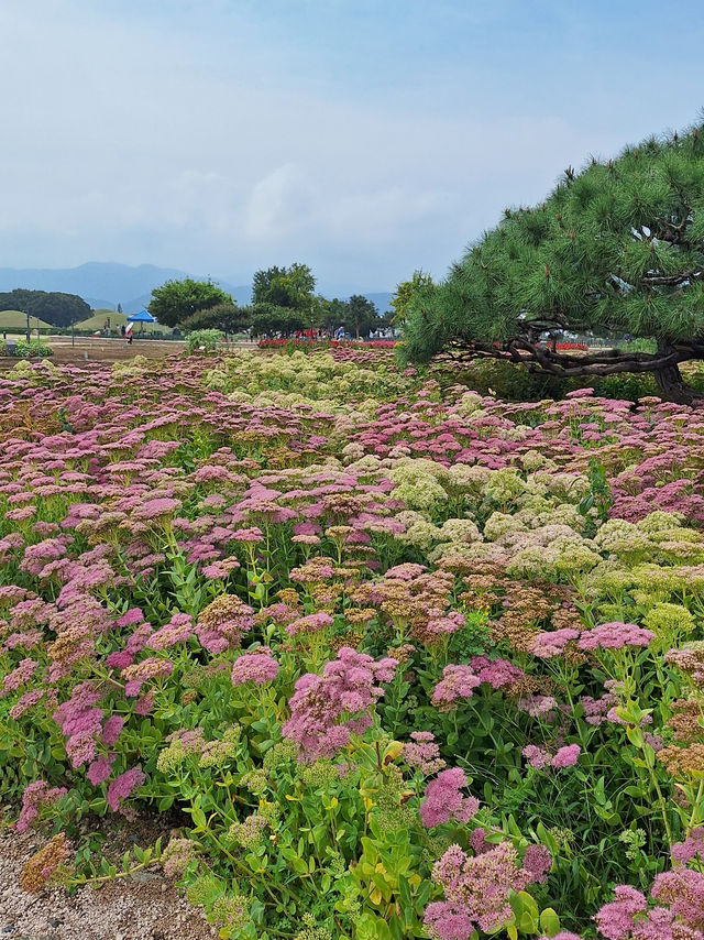 부산근교 지금부터 가야하는 대형 꽃밭🌷🌼