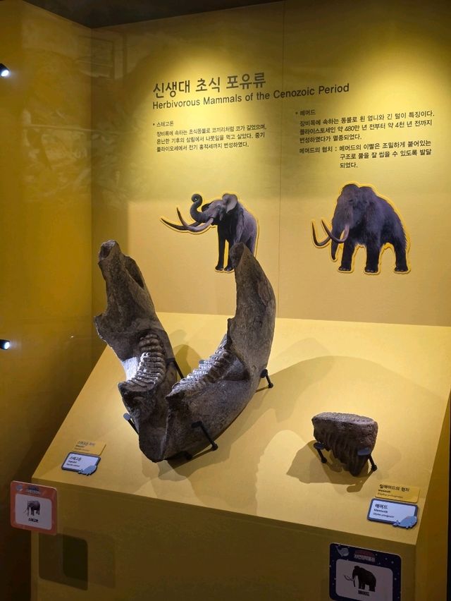 🐘 사라진 생명, 그리고 지금을 사는 이들 — 포유류 전시