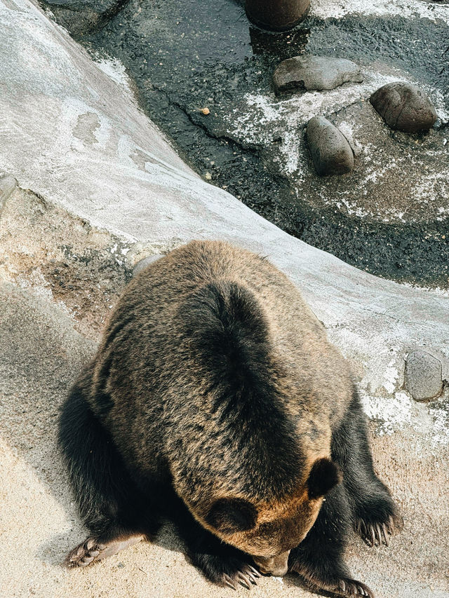🐻✨【熊熊揮手Say Hi!】登別熊牧場親子放電大冒險!纜車上山睇靚景、餵熊熊互動超有趣、仲有鴨仔賽跑同小熊萌爆登場~一家大細一齊出發,開心又放電!  🐻✨【熊熊揮手Say Hi!】登別熊牧場親子放電大冒險!纜車上山睇靚景、餵熊熊互動超有趣、仲有鴨仔賽跑同小熊萌爆登場~一家大細一齊出發,開心又放電!