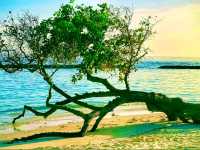 Bandos Maldives — Classic Island Charm Close to Malé