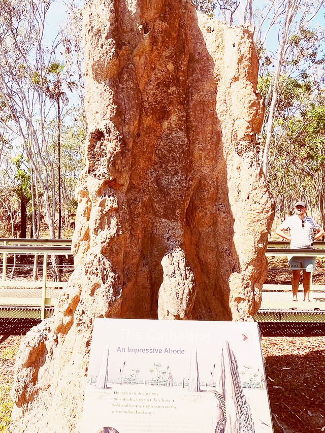 🏜️ Darwin Termite Mounds: Nature's Skyscrapers in the Australian Outback! 🌄