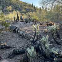Desert Botanical Garden