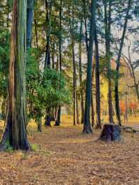 가을 산책엔 이노가시라 시공원 🍂🍁