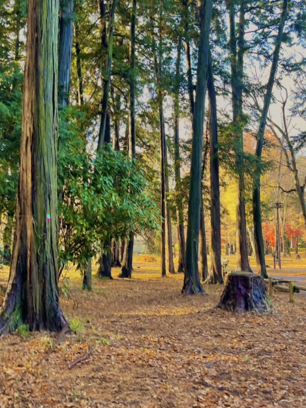 가을 산책엔 이노가시라 시공원 🍂🍁