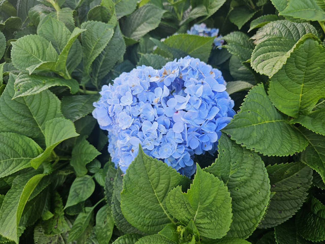 ✨ รีวิวสวนไฮเดรนเยีย ดอยช้าง.🌸