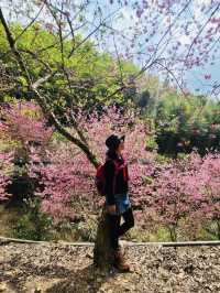 櫻花竹林秘境．石壁山壯麗之旅