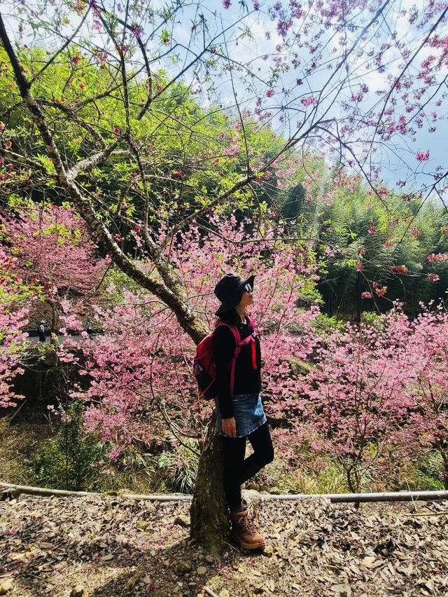 櫻花竹林秘境．石壁山壯麗之旅