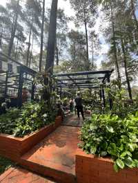 Orchid Forest cikole