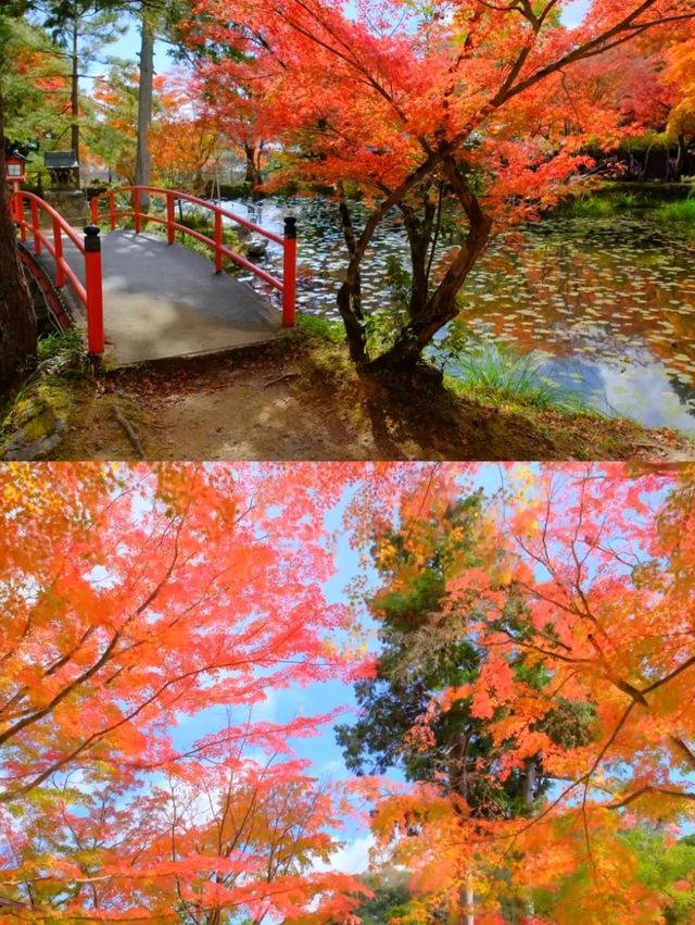 京都小眾紅葉秘境✨大原野神社の私藏打卡指南 京都小眾紅葉秘境✨大原野神社の私藏打卡指南