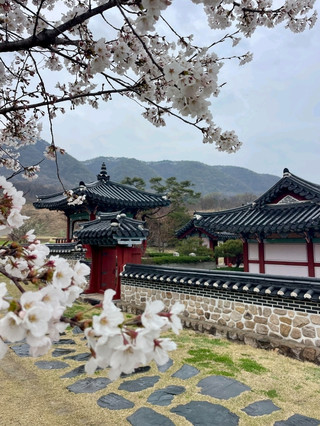 🌸 봄을 찾아서: 벚꽃부터 제주도의 칠순까지 🇰🇷