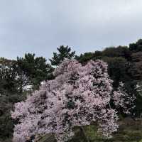 櫻花季必到賞花秘景~新宿御苑🌸🌸