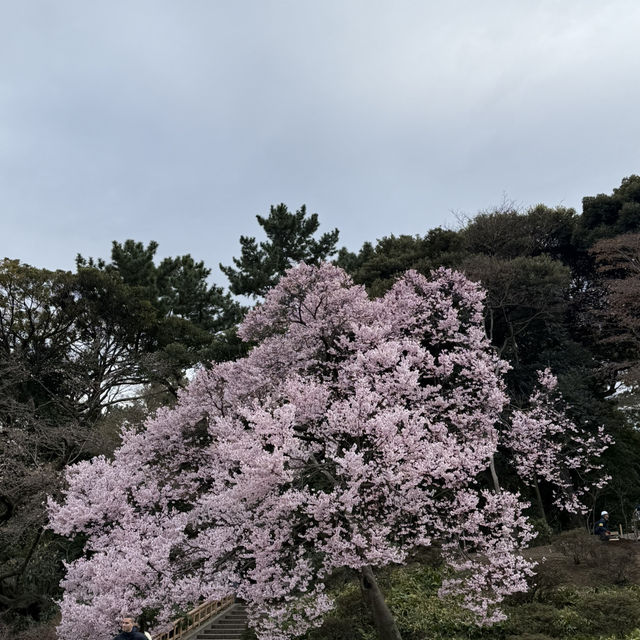 櫻花季必到賞花秘景~新宿御苑🌸🌸