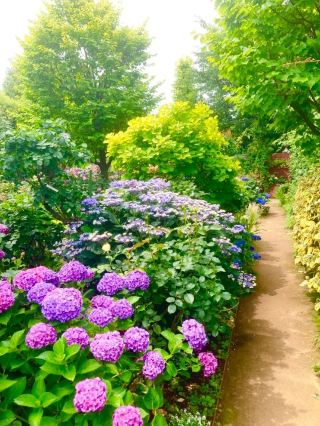 日本縦断旅【6月に行きたい紫陽花めぐり】