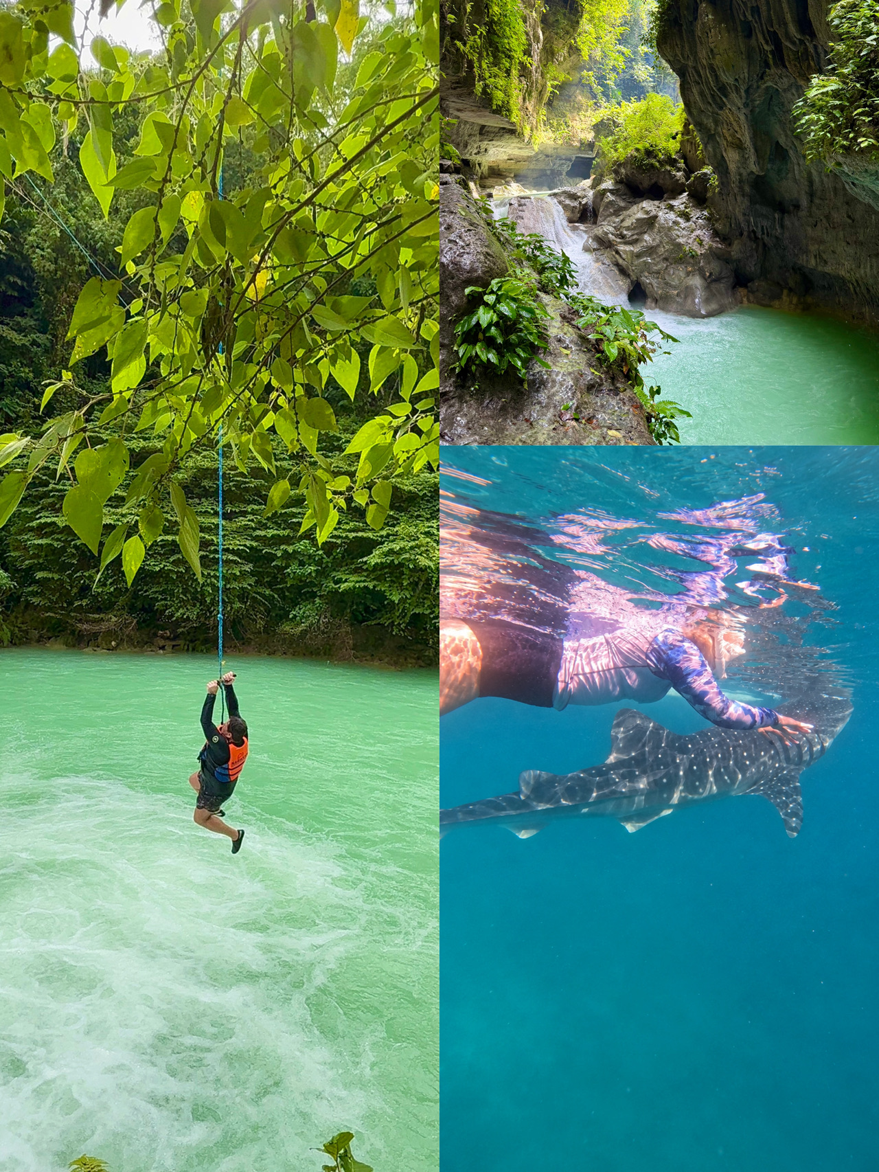 Whale Sharks, Turtles, and a Sardine Show: 4 Days in the Philippines