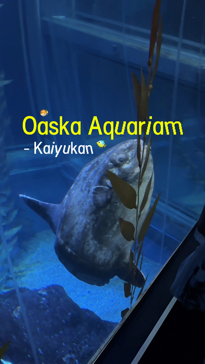 Kaiyukan Aquarium - Osaka, Japan 🪼🐋🐬