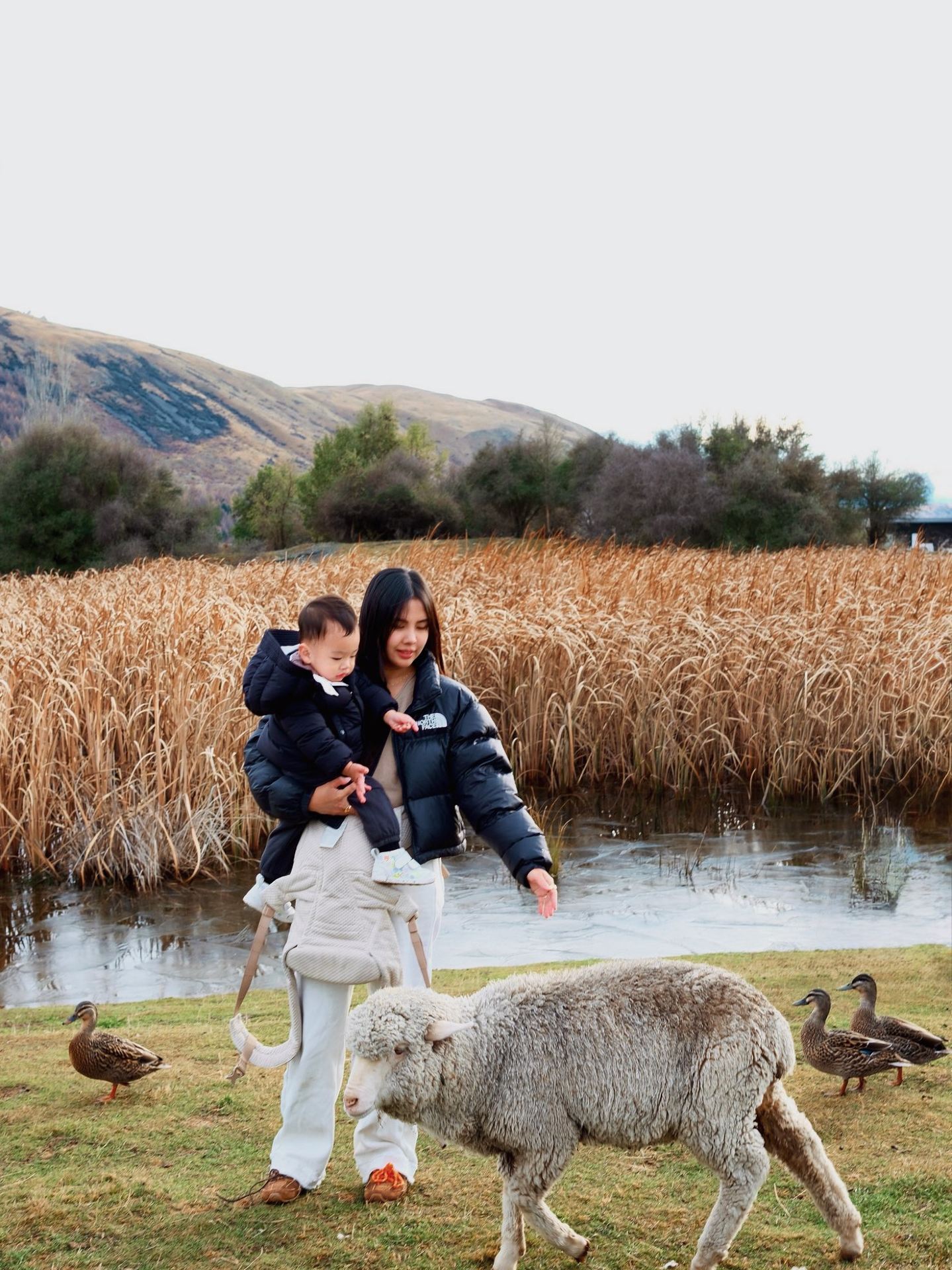 Lake Tekapo Petting Zoo