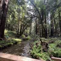 Trip to Muir Woods