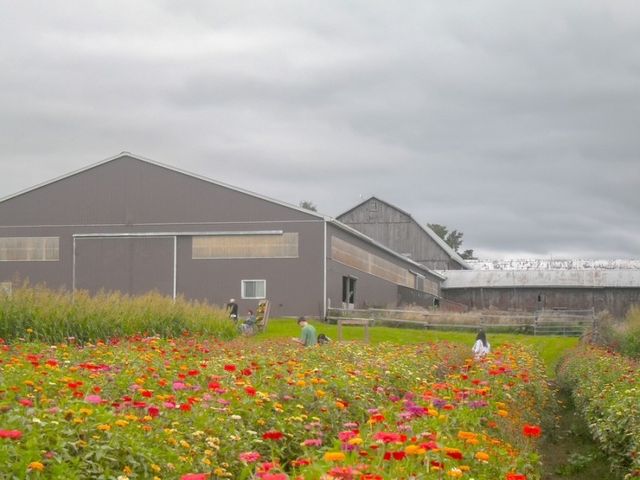 🇨🇦토론토 팜마켓 및 해바라기 꽃밭 탐방하기 - Robintide Farms!🌻