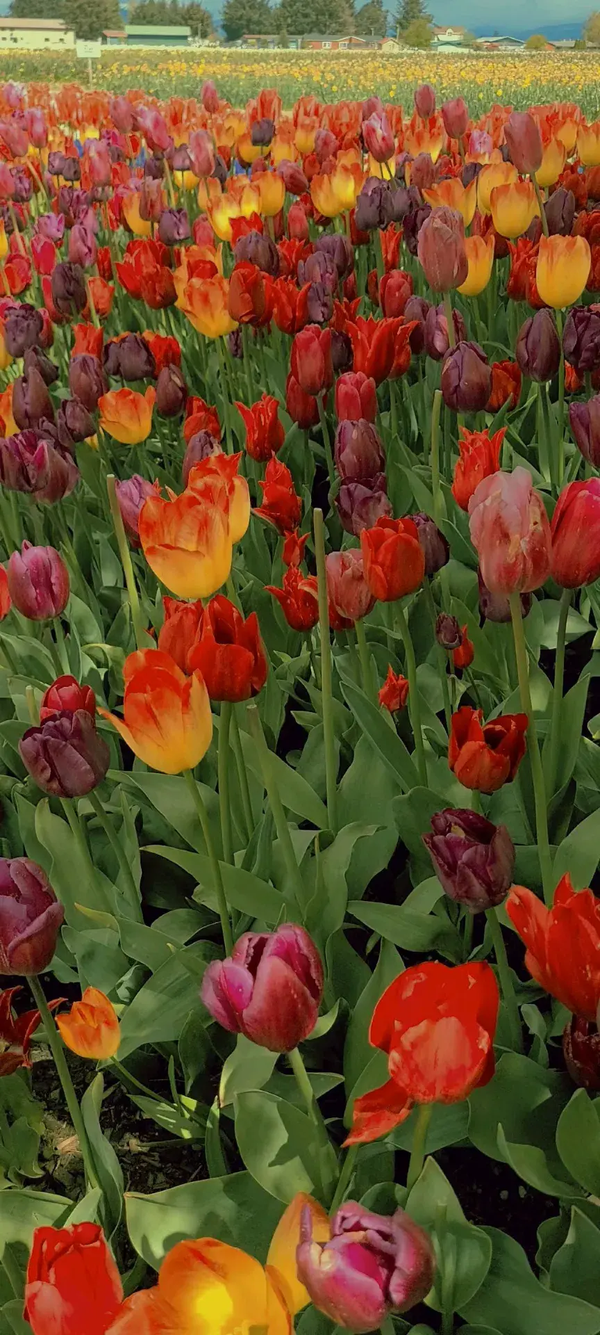 Rozengaarde Tulips Festival  
