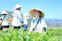 🍵⛰️ Laoshan Magic: Tea, Taoism & Timeless Views above Qingdao 🍵⛰️