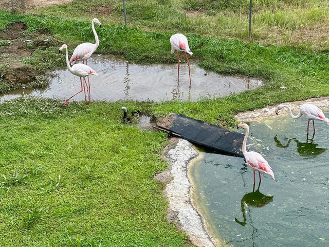 Wild Wonders Awaits🦓